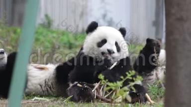 快乐的小熊猫小熊正快乐地吃着竹笋